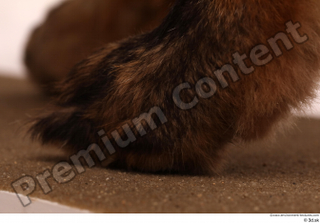 Red fox foot 0013.jpg